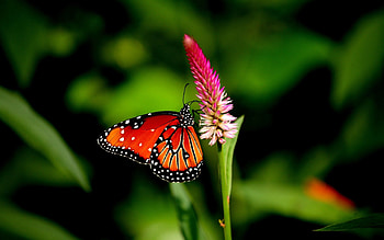 Flower, Plant, Macro, Butterfly HD wallpaper