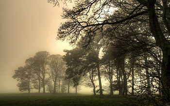 Nature, Trees, Fog, Branches, Branch, Thick, Creepy, Emptiness, Void HD wallpaper