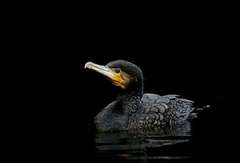 Cormorant as pets, Bird companionship, Unique avian species, Feathered wonders HD wallpaper