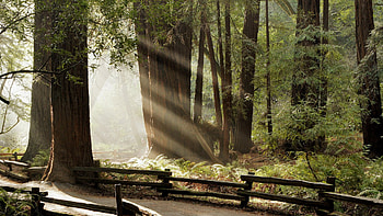 sunlight between the trees, rail, sunlight, lane, forest HD wallpaper