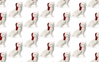 Christmas kitty pattern, kitten, animal, white, cat, paper, red, texture, santa, hat, pattern HD wallpaper