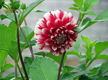 Flowers, Leaves, Flower, Bud, Stems, Dahlia HD wallpaper