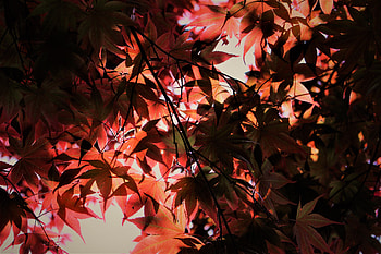 Red Autumn Season Leaves, leaves, autumn, season, red, leaves, nature HD wallpaper