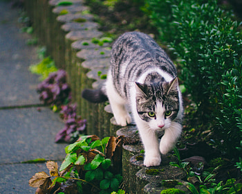 Animals, Cat, Striped, Pet, Walk HD wallpaper