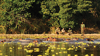 Zambia, Luxury safaris, Exquisite wildlife, Unforgettable experiences HD wallpaper