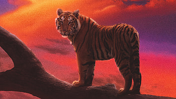 Tiger The Amber Dream, tiger, artist, artwork, digital-art HD wallpaper