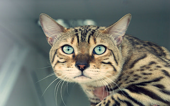 Animals, Cat, Eyes, Sight, Opinion, Mustache, Moustache HD wallpaper