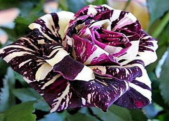 Black Dragon Rose Flower, Dragon, Flowers, Black, Nature, Flower, Rose HD wallpaper