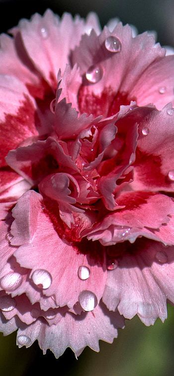 Drops, Carnations HD phone wallpaper