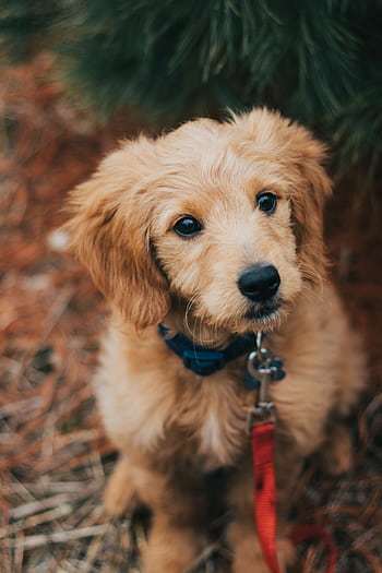 Charming Goldendoodle puppy sitting outdoors with a red leash, looking curious and cute. HD phone wallpaper