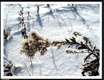 winter flower, frozen plant, chilled branch HD wallpaper