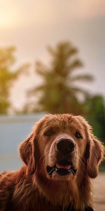 Dog , Dog, , Dog HD phone wallpaper
