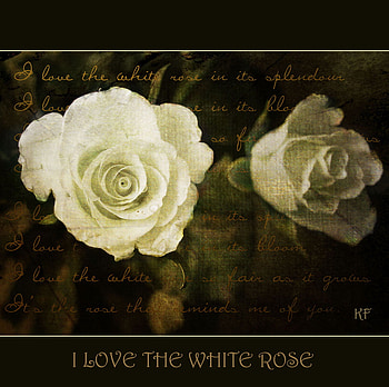 white roses, texture, still life, white, roses HD wallpaper