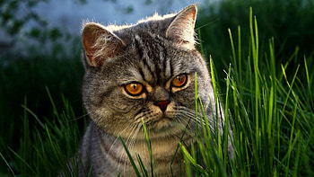 Animals, Grass, Cat, Muzzle, Hide, Lurk HD wallpaper