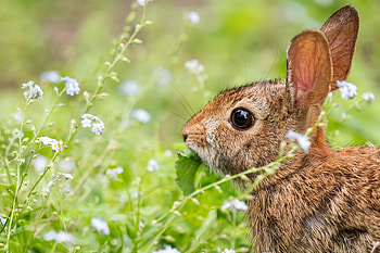 Rabbit, hare, animal, nature HD wallpaper