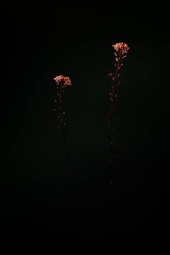 Plants, Flowers, Macro, Dark HD phone wallpaper