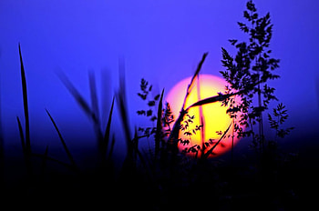 Stunning Sunset, trees, nature, evening, sunset HD wallpaper
