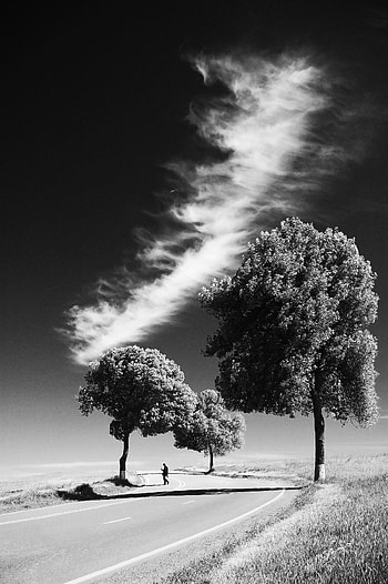 Nature, Trees, Road, Bw, Chb, Human, Person, Loneliness HD phone wallpaper
