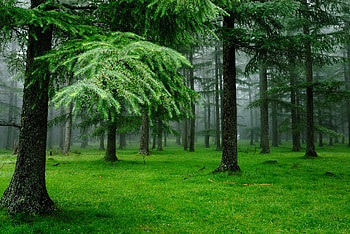 Green forest , Spruce trees, Natural habitat HD wallpaper