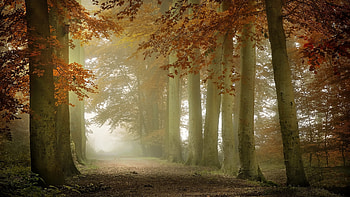 Morning Mist, nature, Forest, Mist, Morning HD wallpaper