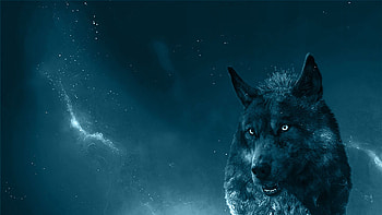 Wolf portrait, Expressive eyes, Strong presence, Mysterious aura HD wallpaper