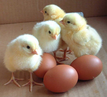 birds, beautiful, brown egg, yellow HD wallpaper