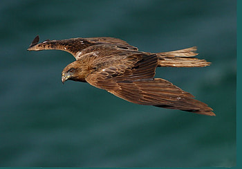 Golden Eagle, sky, birds, animals HD wallpaper
