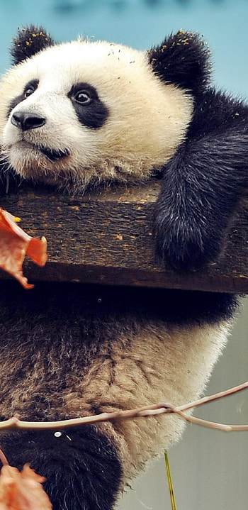 Playful panda, Samsung Galaxy, Cute animal HD phone wallpaper