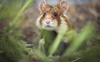 Plants macro, Hamster habitat, Wildlife graphy, Stunning HD wallpaper