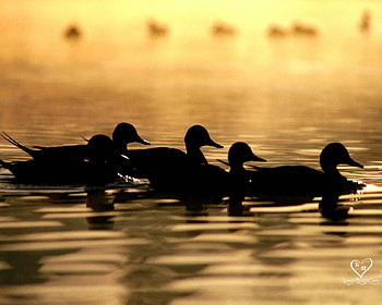 family, ducks, animals, sunsets, water HD wallpaper