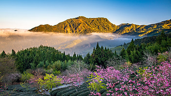 Tea Plantation in Taiwan, mountains, morning, fog, plants, blossoms, landscape, trees HD wallpaper