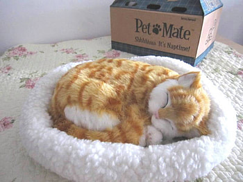 Snug As A Bug, kitten, nap, tabby, orange, sleep HD wallpaper