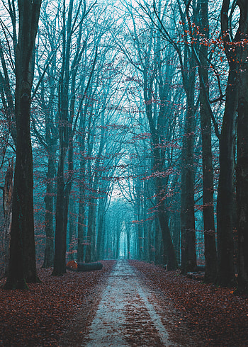 Nature, Autumn, Road, Forest, Fog HD phone wallpaper