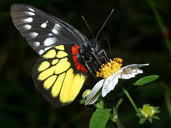 Butterfly, animal, leaves, flower HD wallpaper