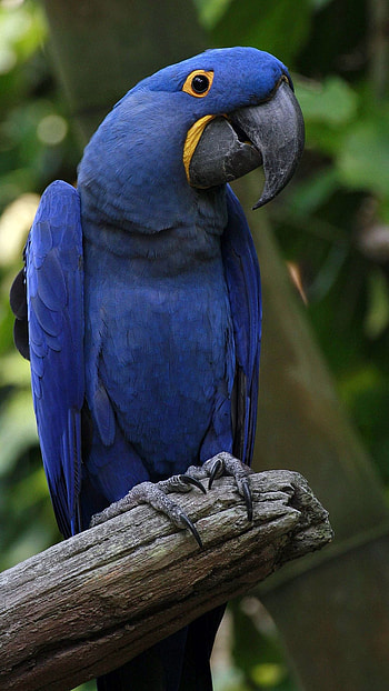 Parrot, Blue HD phone wallpaper