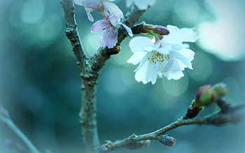 Flower, Plant, Macro, Glare, Branch, Sprout HD wallpaper