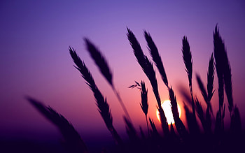 Landscape, Sunset HD wallpaper