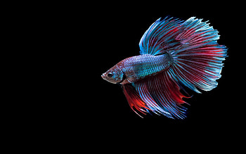 Betta Fish, Aquarium, Blue, Betta, Fish HD wallpaper