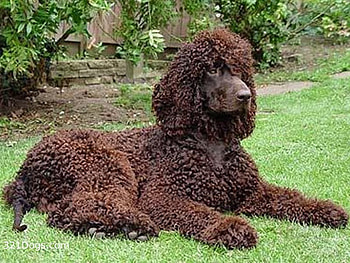 FUZZY WUZZY WAS A DOG, cute, loveable, adorable, fuzzy HD wallpaper