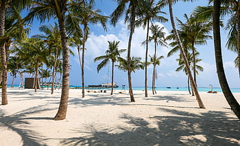 Idyllic tropical beach scene with palm trees and clear blue waters in the Maldives. HD wallpaper