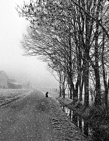 Winter, Snow, Miscellanea, Miscellaneous, Dog, Bw, Chb, Street HD phone wallpaper