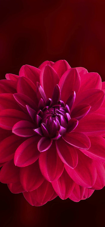 Pink flower , Nature beauty, Blossom petals, Floral HD phone wallpaper