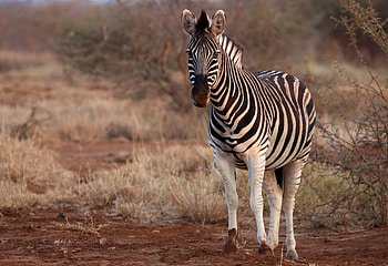 Animals, Zebra, Safari, Wildlife, Animal HD wallpaper