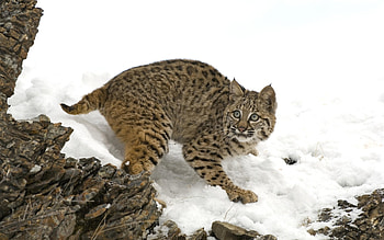 Animals, Cats HD wallpaper