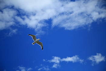 Animals, Sky, Clouds, Bird, Flight, Gull, Seagull HD wallpaper