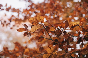 Close-up of golden autumn leaves, perfect for seasonal backgrounds and fall themes. HD wallpaper