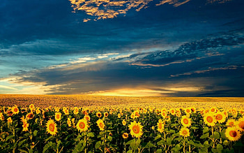 Landscape, Fields HD wallpaper