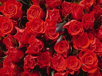Roses, nature, flower HD wallpaper