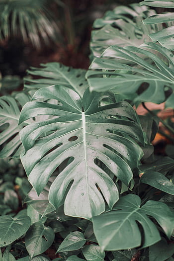 Close-up of vibrant monstera leaves with visible dewdrops in natural light. HD phone wallpaper