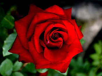 CLOSE UP OF ROSE, PRETTY, ROSE, RED HD wallpaper